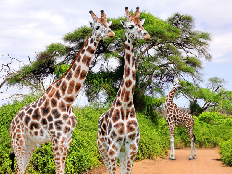 Kruger National Park, South Africa